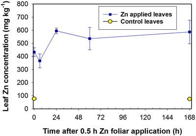 Translocation of Foliar Absorbed Zn in Sunflower (Helianthus annuus) Leaves